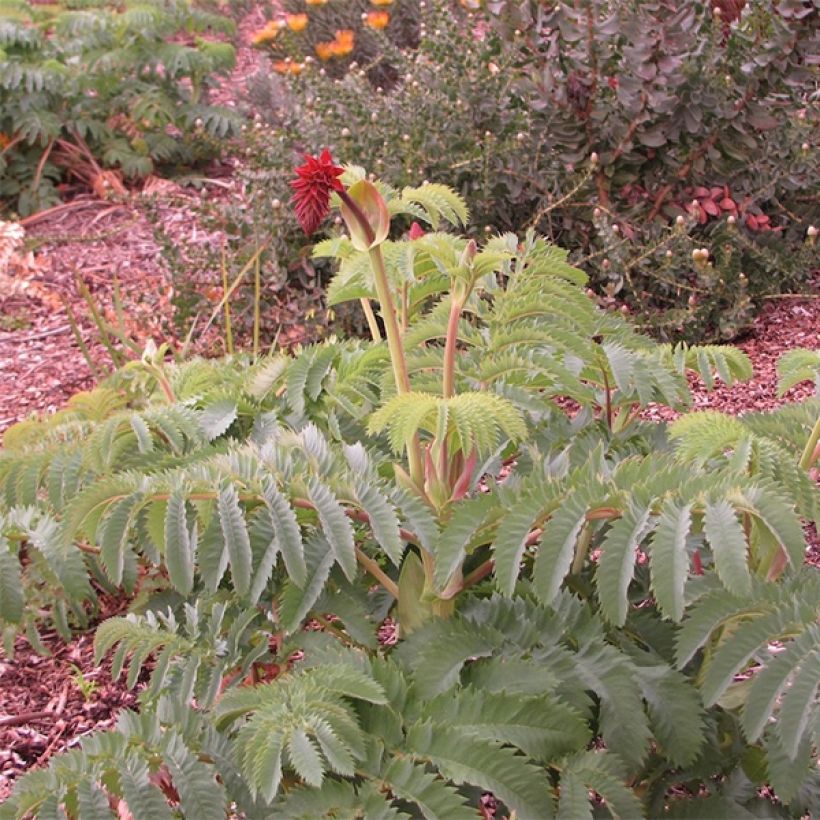 Melianthus major em sementes (Hábito)