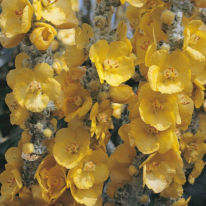 Verbasco bombyciferum Silver Lining em sementes (Floração)