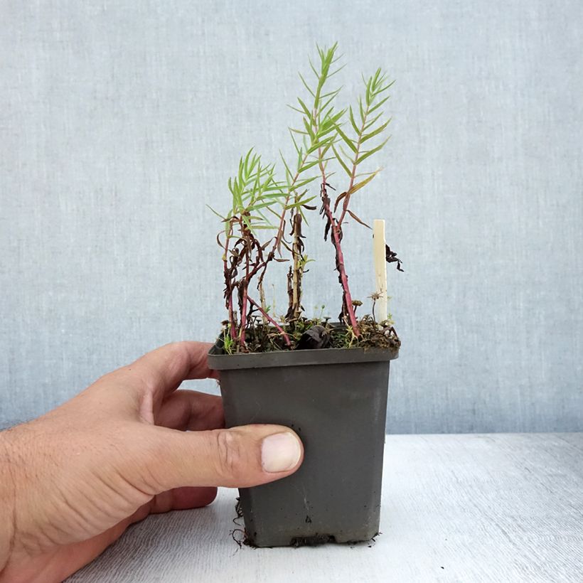 Amostra de Gratiola officinalis Vaso de 8/9 cm tal como entregue no verão