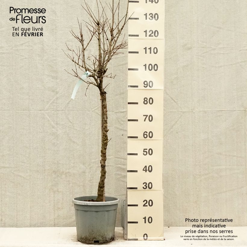 Amostra de Romãzeira California Sunset Vaso de 7,5 L/10 L tal como entregue no inverno