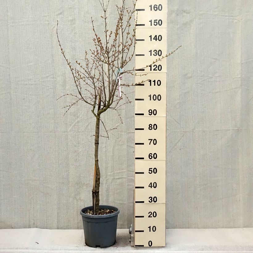 Amostra de Romãzeira California Sunset Vaso de 7,5 L/10 L, Meia haste tal como entregue na primavera