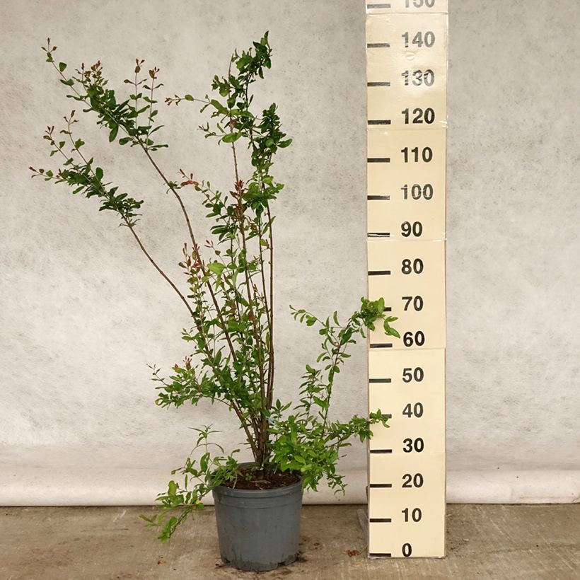 Amostra de Romãzeira-de-flor Noshi Shibari - Punica granatum Vaso de 7,5 L/10 L, Arbusto tal como entregue no verão