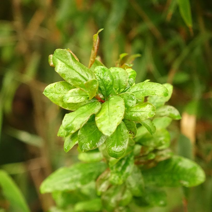 Romãzeira-de-flor Noshi Shibari - Punica granatum (Folhagem)