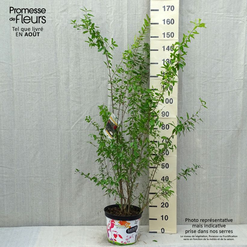 Amostra de Romãzeira Plena Vaso de 7,5 L/10 L, Arbusto tal como entregue no verão