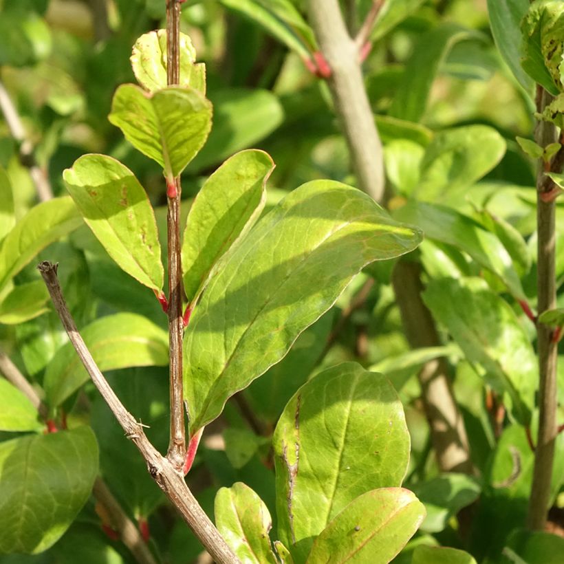 Romãzeira Acco - Punica granatum (Folhagem)