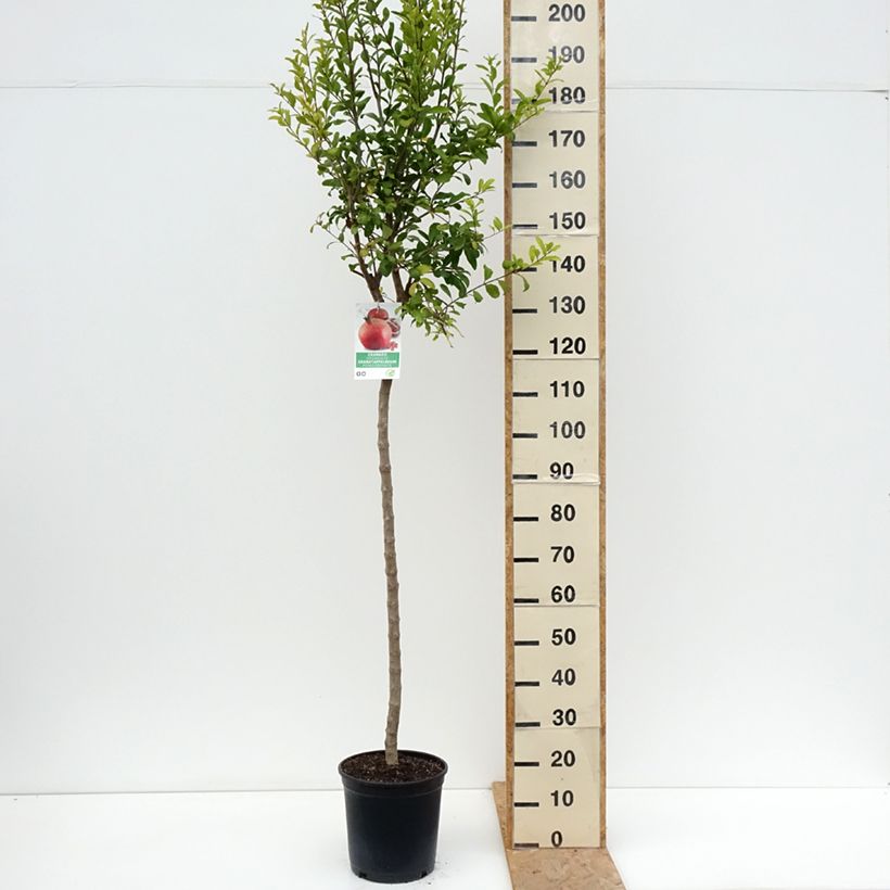 Amostra de Grenadier à fruits - Punica granatum Acco Pot de 7,5L/10L, Demi-Tige tal como entregue no verão