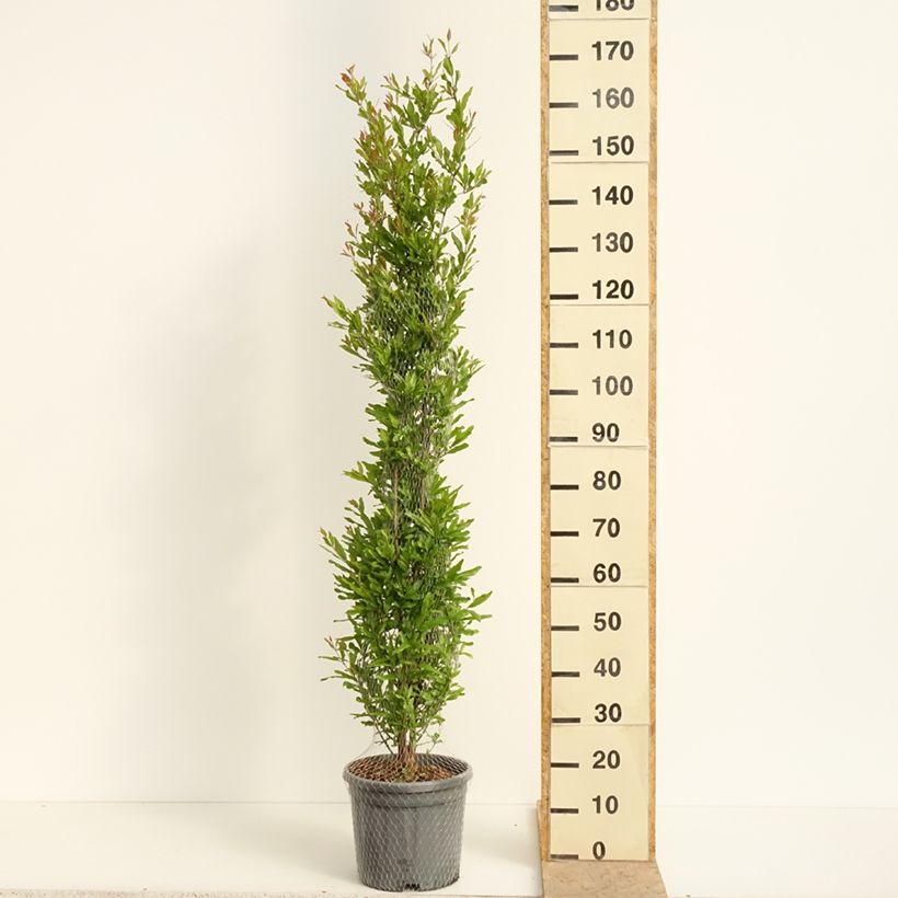 Amostra de Romãzeira Black Fruit - Punica granatum Vaso de 7,5 L/10 L, Arbusto tal como entregue na primavera