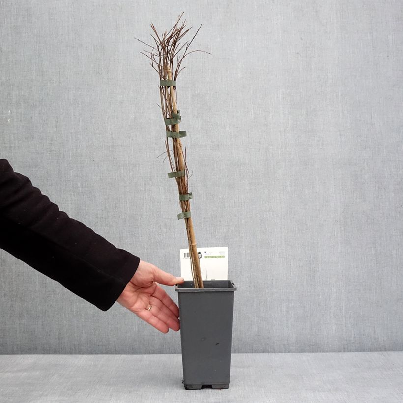 Amostra de Grenadier à fruits - Punica granatum Dente di leone Vaso de 1,5 L/2 L, Tufo tal como entregue no inverno