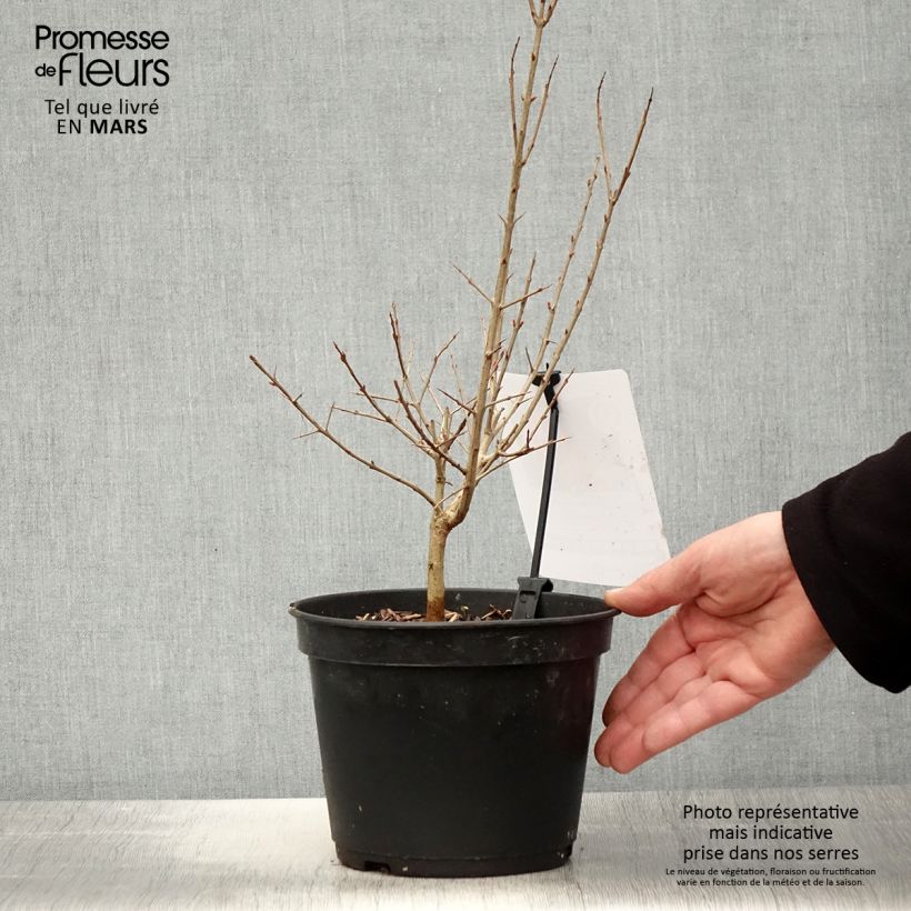 Amostra de Romãzeira Dente di Leone - Punica granatum Vaso de 1,5 L/2 L, Tufo tal como entregue na primavera