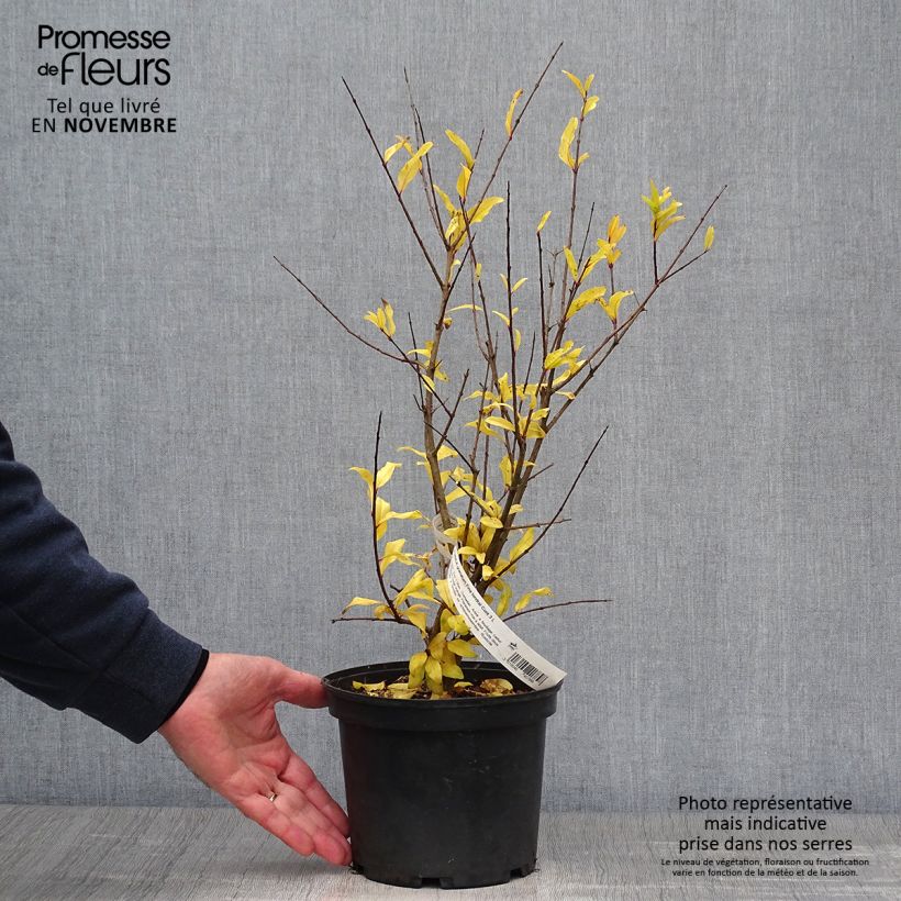 Amostra de Romãzeira Fina Tendral - Punica granatum Vaso de 2 L/3 L, Arbusto tal como entregue no outono