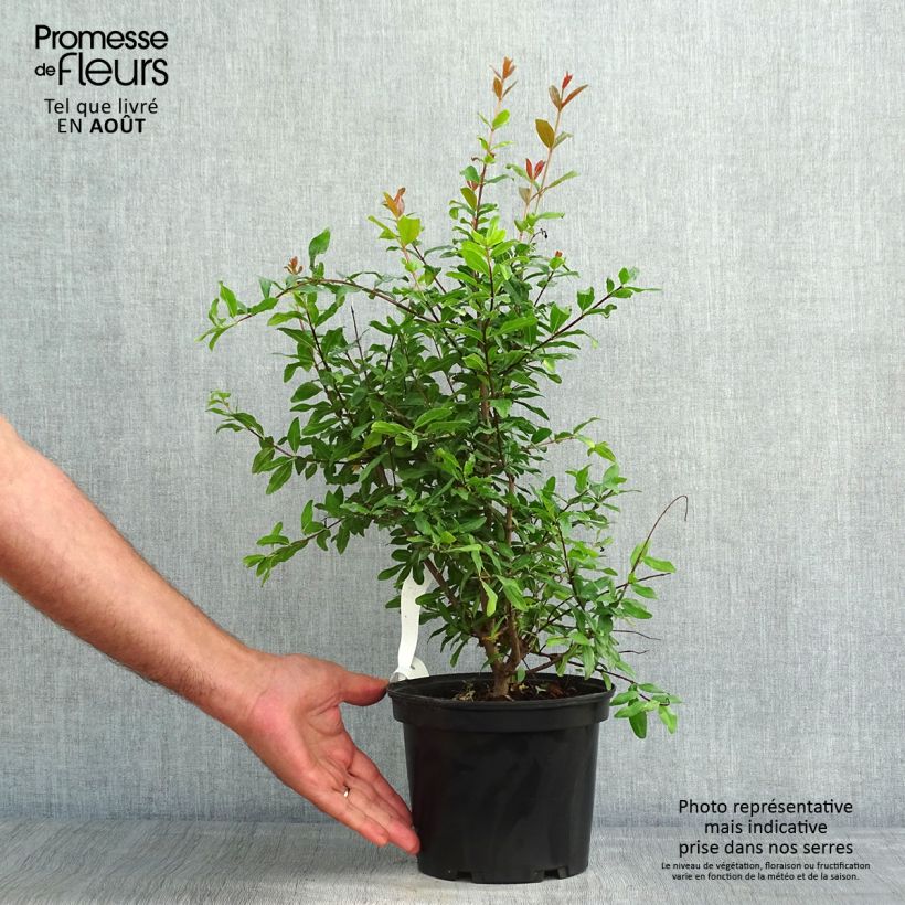 Amostra de Romãzeira Fina Tendral - Punica granatum Vaso de 2 L/3 L, Arbusto tal como entregue no verão