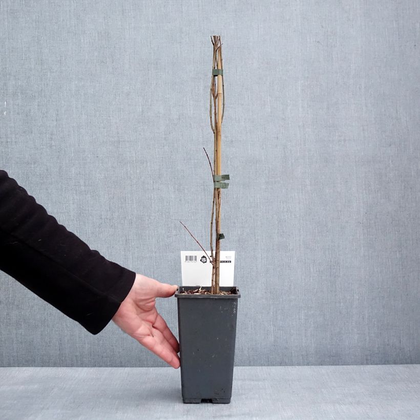 Amostra de Grenadier à fruits - Punica granatum Mollar de Elche Vaso de 1,5 L/2 L, Tufo tal como entregue no inverno