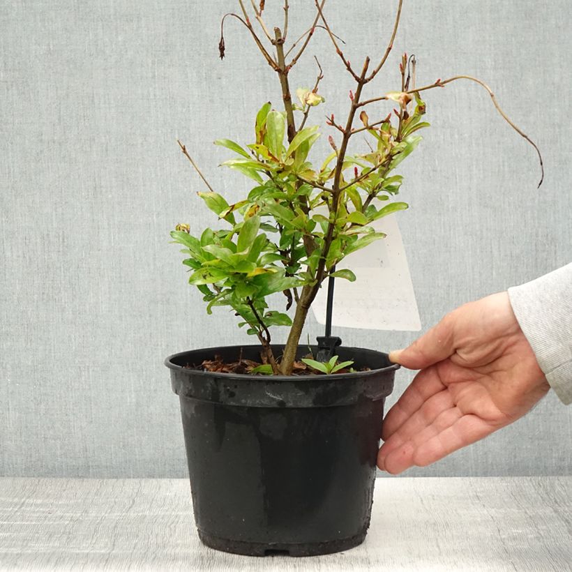 Amostra de Romãzeira Mollar de Elche - Punica granatum Vaso de 1,5 L/2 L, Tufo tal como entregue na primavera