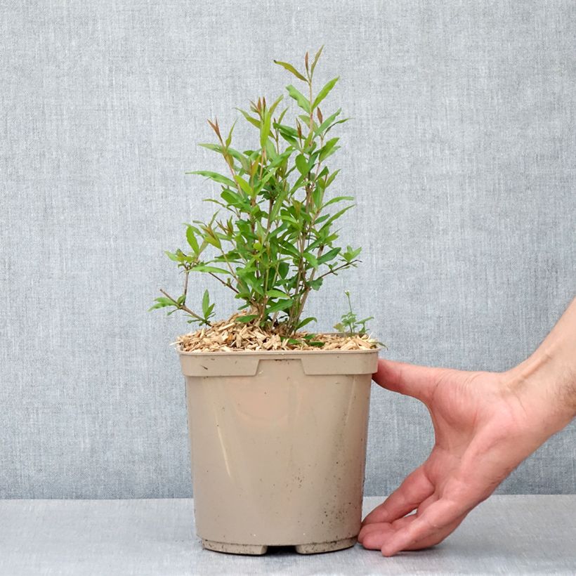 Amostra de Romãzeira Parfianka - Punica granatum Vaso de 3 L/4 L, Arbusto tal como entregue na primavera