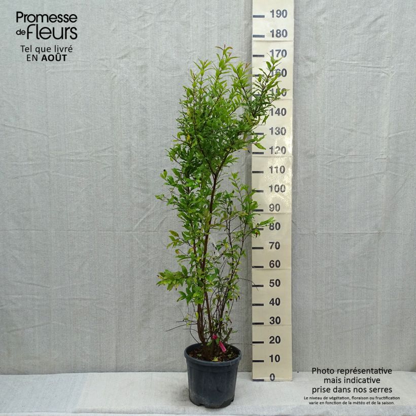 Amostra de Romãzeira - Punica granatum Vaso de 7,5 L/10 L, Arbusto tal como entregue no verão