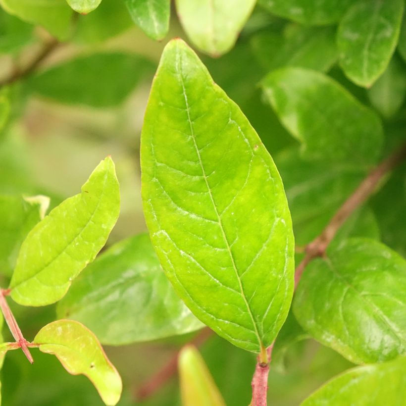 Romãzeira - Punica granatum (Folhagem)