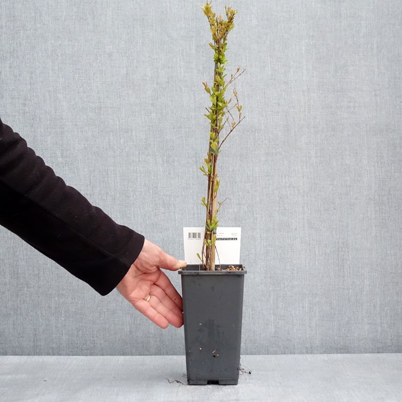 Amostra de Romãzeira Provence - Punica granatum Vaso de 1,5 L/2 L, Tufo tal como entregue na primavera