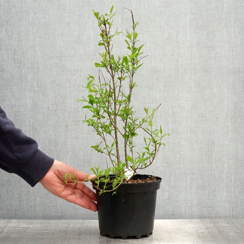 Amostra de Romãzeira Wonderful - Punica granatum Vaso de 3 L/4 L, Tufo tal como entregue na primavera