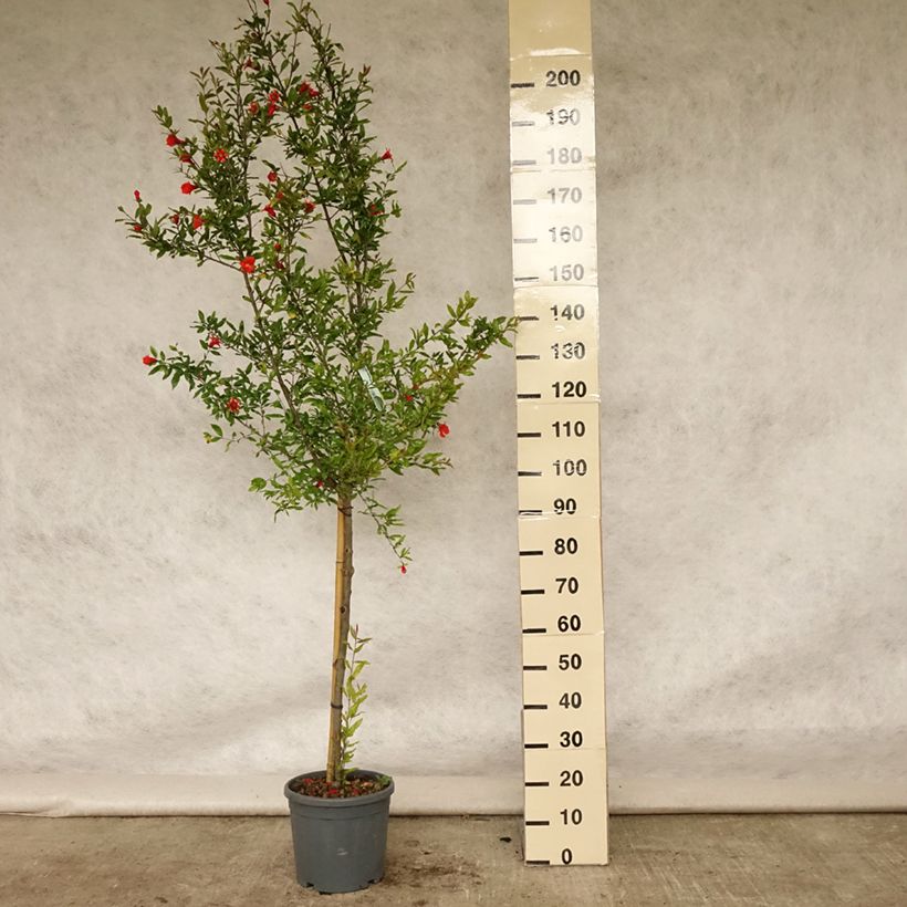 Amostra de Romãzeira Wonderful - Punica granatum Vaso de 7,5 L/10 L, Meia haste tal como entregue no verão