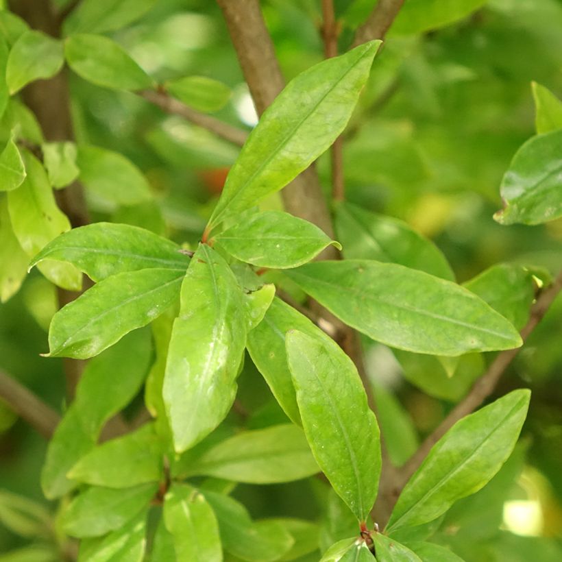 Romãzeira Wonderful - Punica granatum (Folhagem)