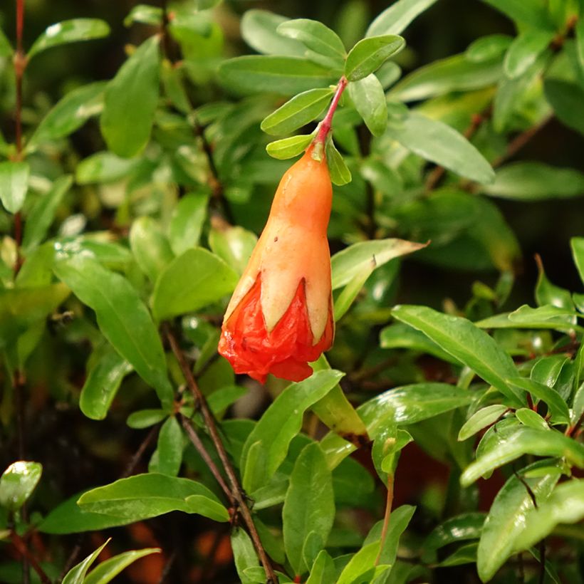Romãzeira-anã Chico - Punica granatum (Floração)