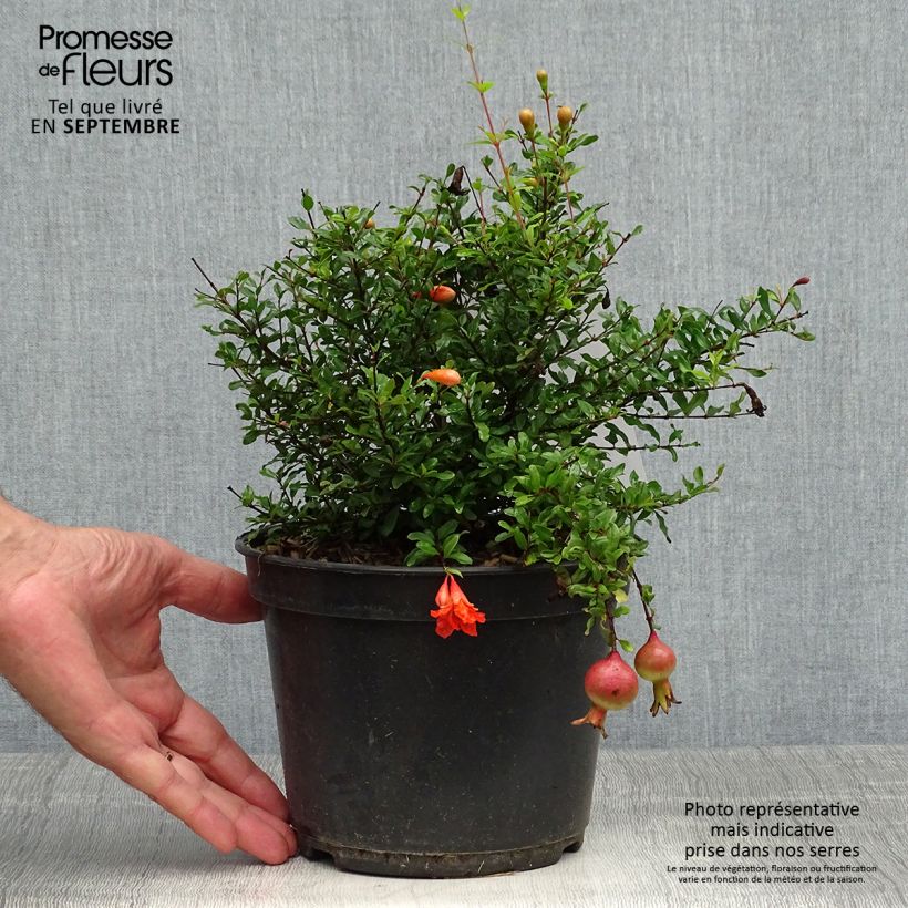 Amostra de Grenadier nain - Punica granatum Chico ou Nana Gracillissima Pot de 3L/4L, Touffe tal como entregue no outono