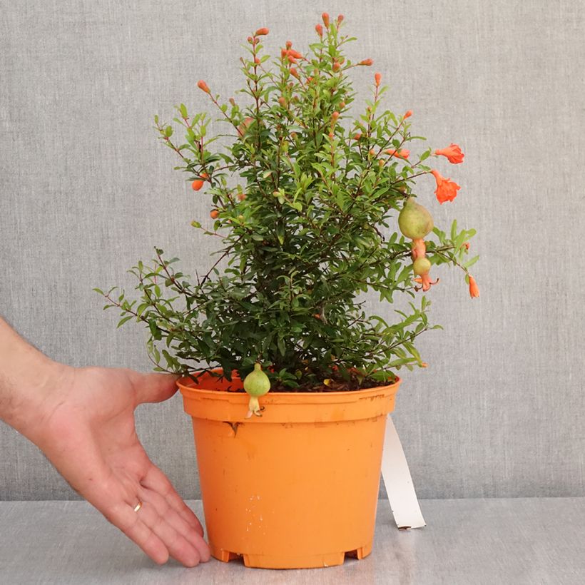 Amostra de Romãzeira-anã Chico - Punica granatum Vaso de 3 L/4 L, Tufo tal como entregue no verão