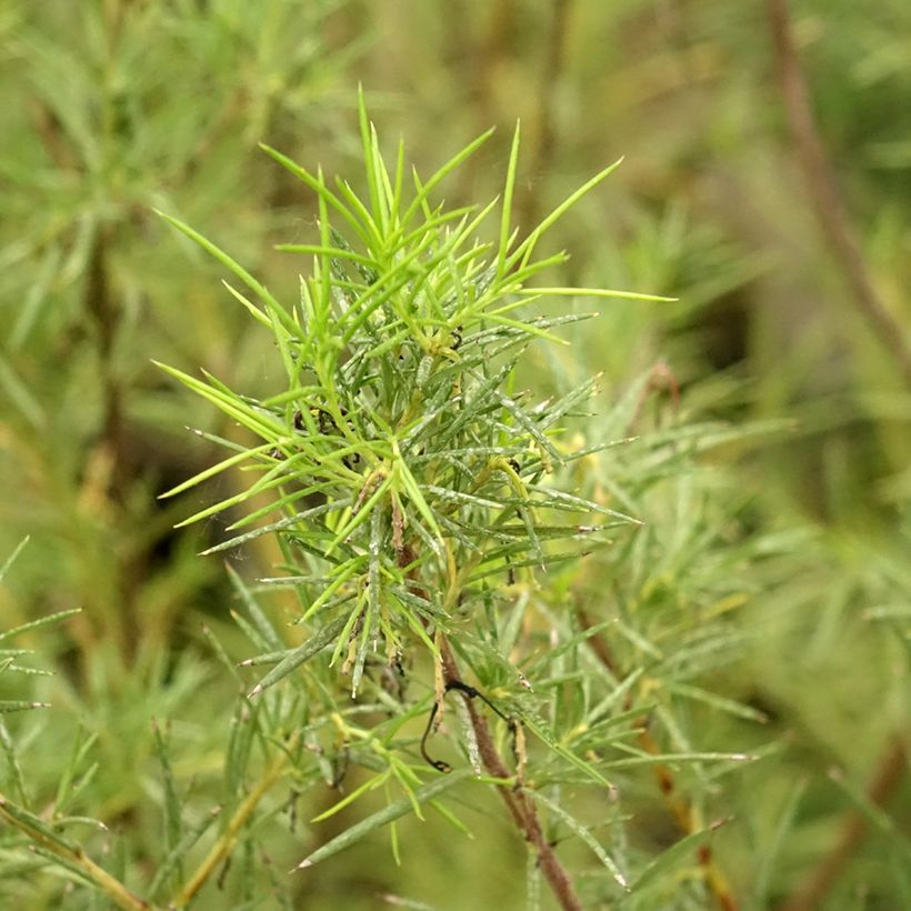 Grevillea gracilis Alba (Folhagem)