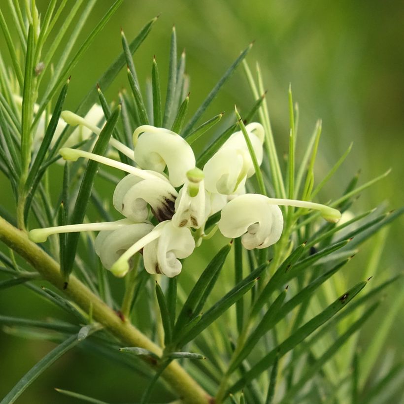 Grevillea gracilis Alba (Floração)