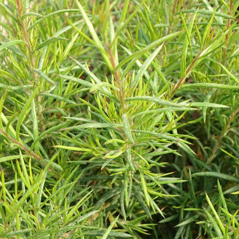 Grevillea gracilis Clearview David (Folhagem)