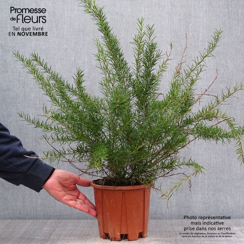Amostra de Grevillea juniperina Vaso de 2 L/3 L tal como entregue no outono