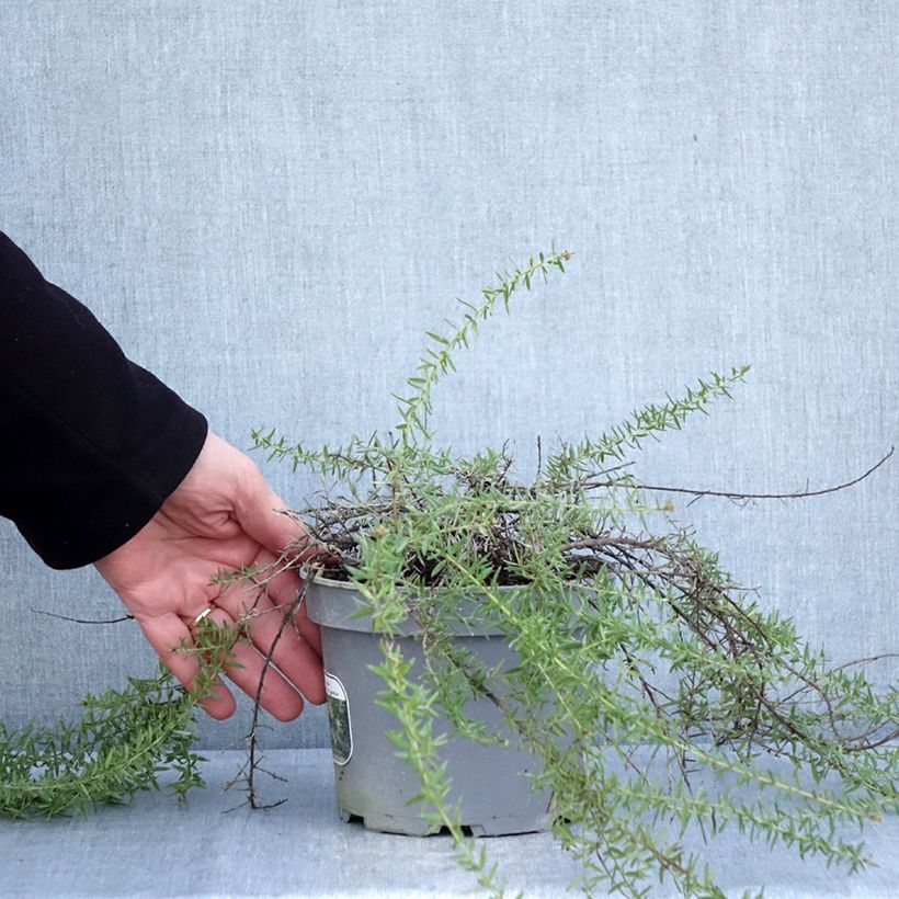 Amostra de Grevília Aurea Vaso de 2 L/3 L tal como entregue no inverno