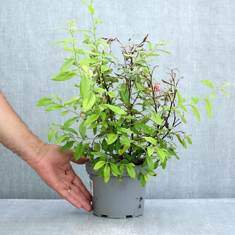 Amostra de Grevillea rhyolitica Vaso de 2 L/3 L tal como entregue no verão