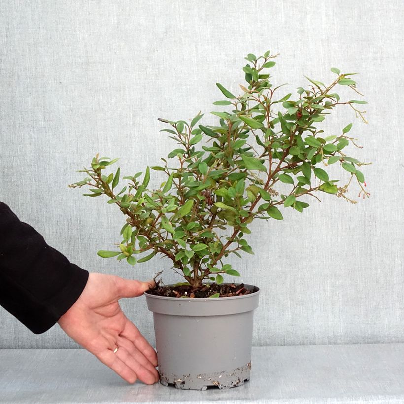 Amostra de Grevillea rhyolitica Vaso de 2 L/3 L tal como entregue no inverno