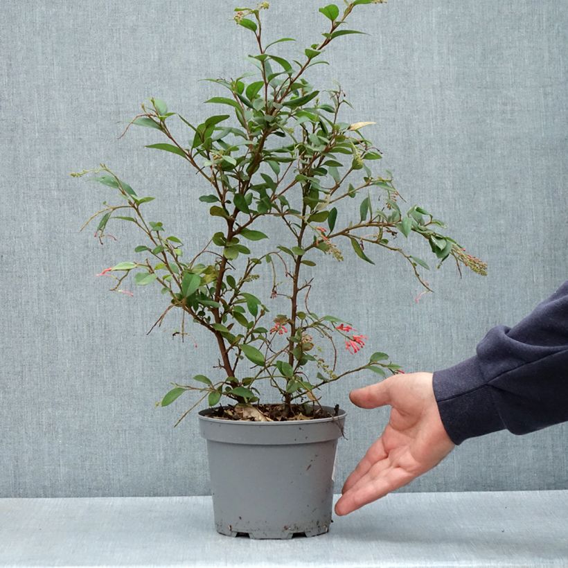 Amostra de Grevillea rhyolitica Vaso de 2 L/3 L tal como entregue na primavera