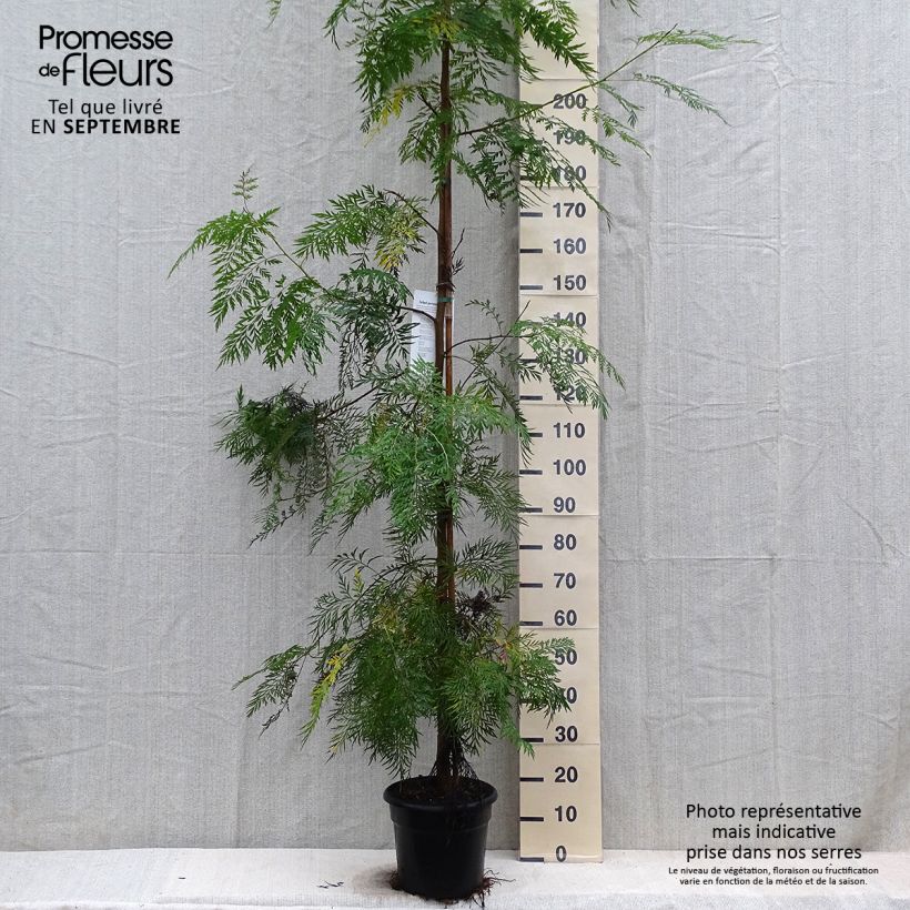 Amostra de Grevillea robusta Vaso de 7,5 L/10 L tal como entregue no outono