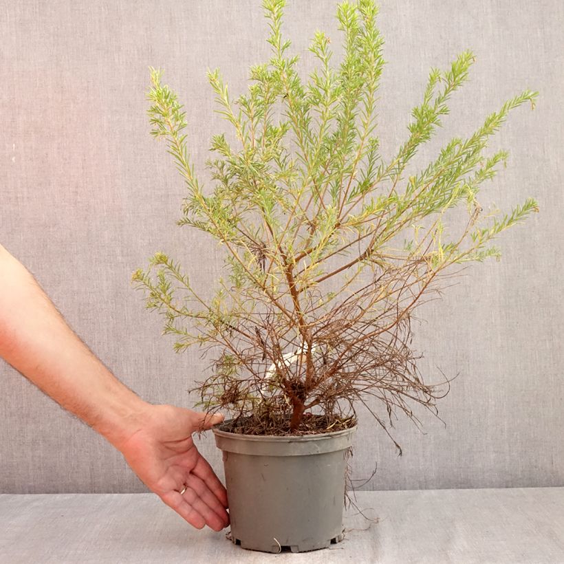 Amostra de Grevília Rosa Jenkinsii Vaso de 3 L/4 L tal como entregue no verão