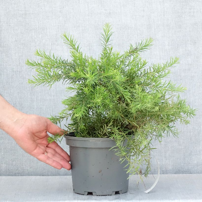 Amostra de Grevília Rosa Jenkinsii Vaso de 3 L/4 L tal como entregue na primavera