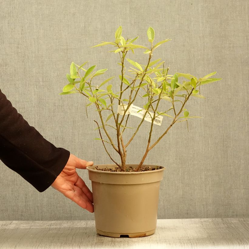 Amostra de Grevillea victoriae Vaso de 4 L/5 L tal como entregue no outono