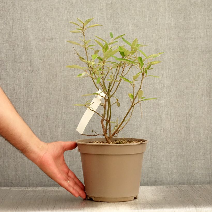 Amostra de Grevillea victoriae Vaso de 4 L/5 L tal como entregue no verão