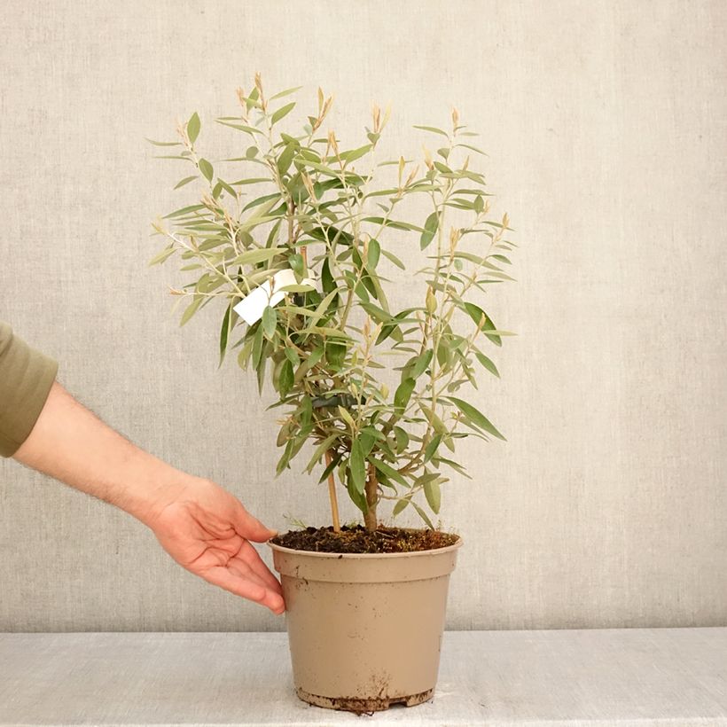 Amostra de Grevillea victoriae Vaso de 4 L/5 L tal como entregue na primavera