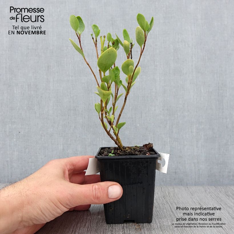 Amostra de Griselinia littoralis Vaso de 8/9 cm tal como entregue no outono