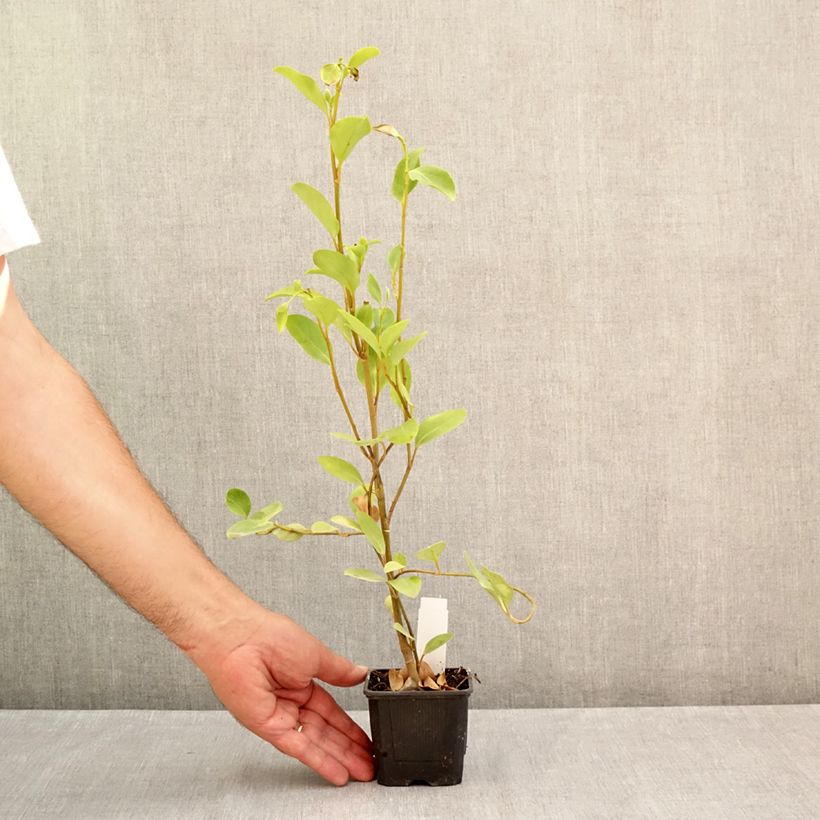 Amostra de Griselinia littoralis Vaso de 8/9 cm tal como entregue no verão