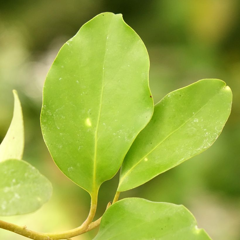 Griselinia lucida (Folhagem)