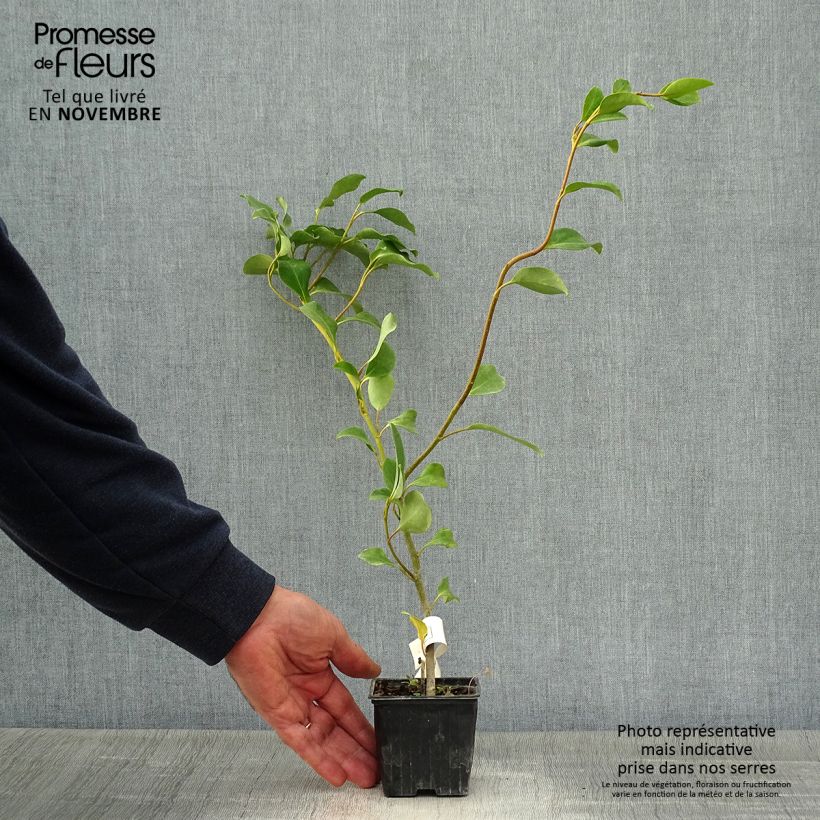 Amostra de Griselinia lucida Vaso de 8/9 cm tal como entregue no outono