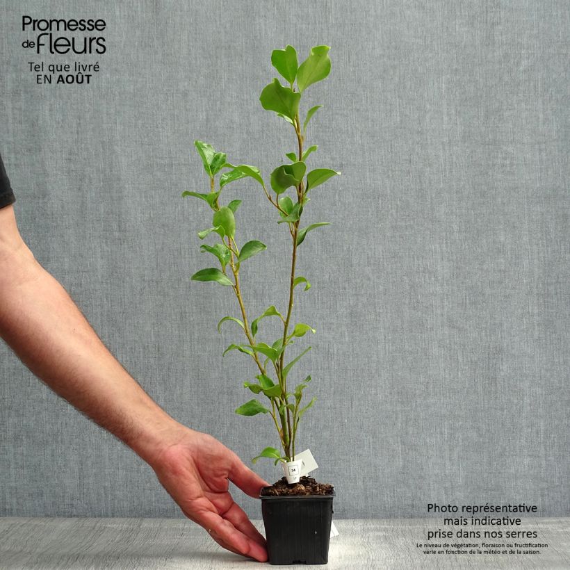 Amostra de Griselinia lucida Vaso de 8/9 cm tal como entregue no verão