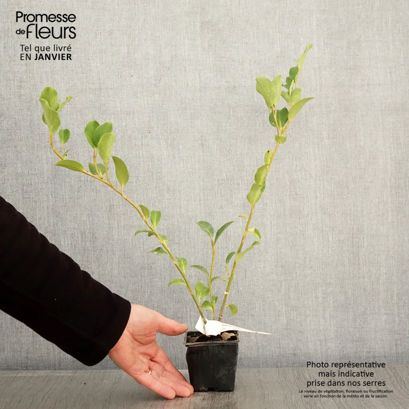 Amostra de Griselinia lucida Vaso de 8/9 cm tal como entregue no inverno