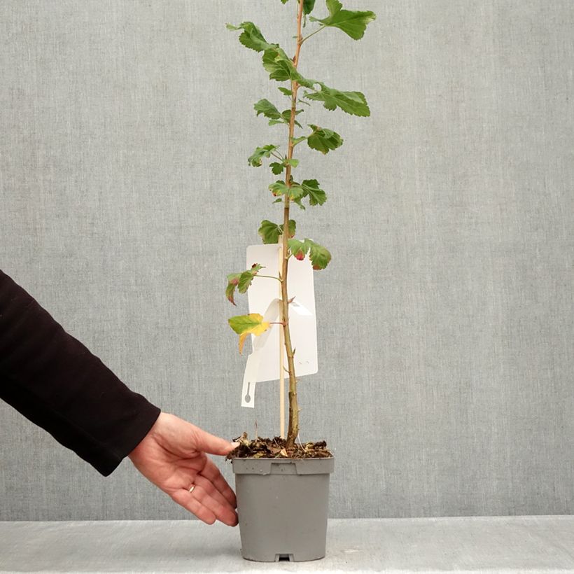 Amostra de Groselheira-sanguínea Pulborough Scarlet - Ribes sanguineum Vaso de 2 L/3 L tal como entregue no outono