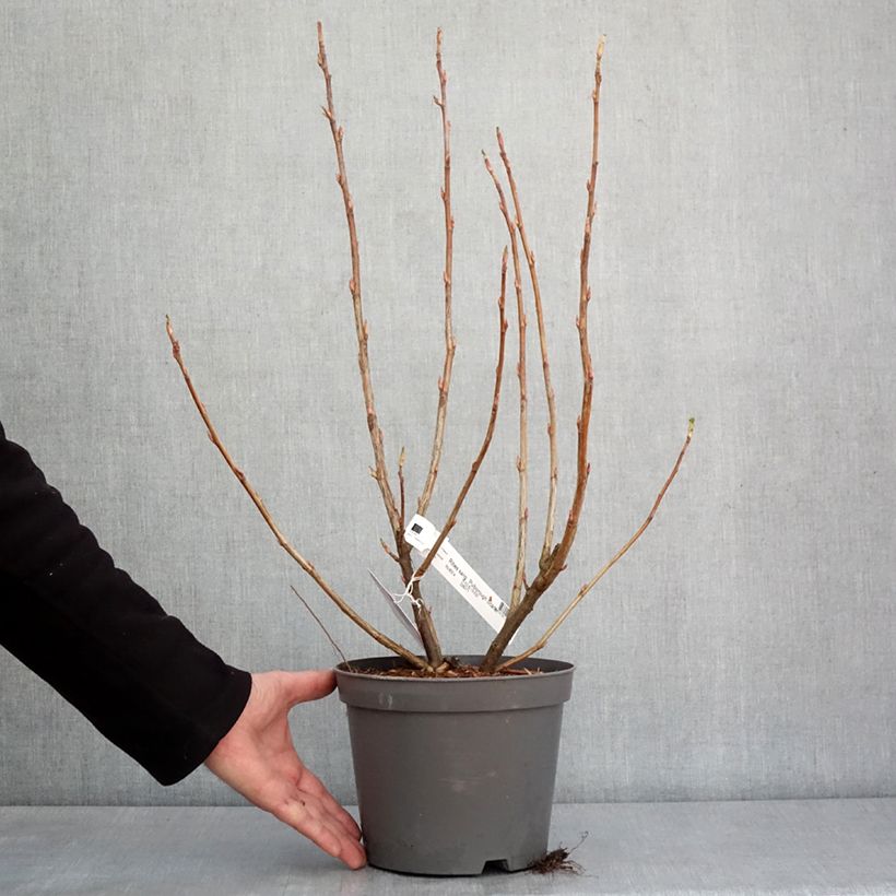 Amostra de Groselheira-sanguínea Pulborough Scarlet - Ribes sanguineum Vaso de 2 L/3 L tal como entregue no inverno