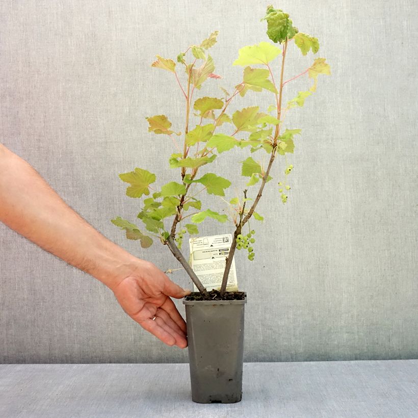 Amostra de Groselheira-vermelha Blanka Bio - Ribes rubrum Vaso de 1,5 L/2 L, Arbusto tal como entregue no verão